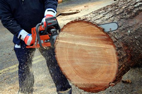 Affordable tree cutting service. Things To Know About Affordable tree cutting service. 
